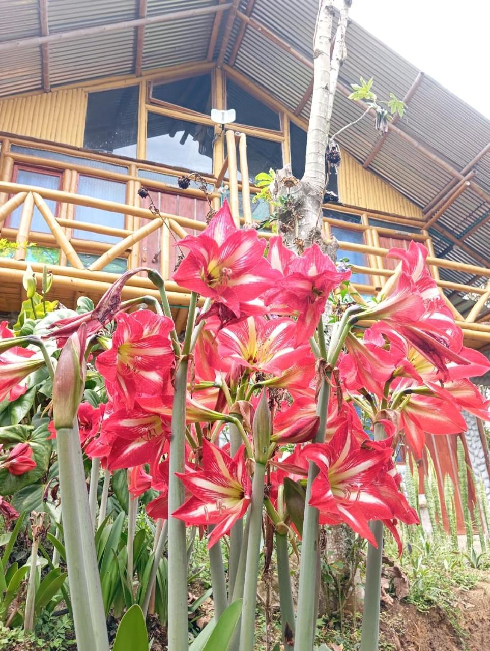 Eco Hotel Manu Viajeros San Agustín Eksteriør billede
